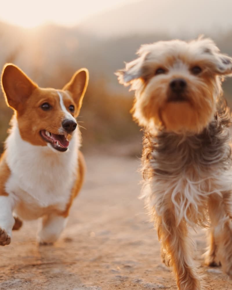 Mascotas